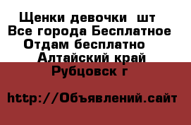 Щенки девочки 4шт - Все города Бесплатное » Отдам бесплатно   . Алтайский край,Рубцовск г.